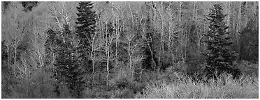 Spring mosaic of trees. Great Basin  National Park (Panoramic black and white)