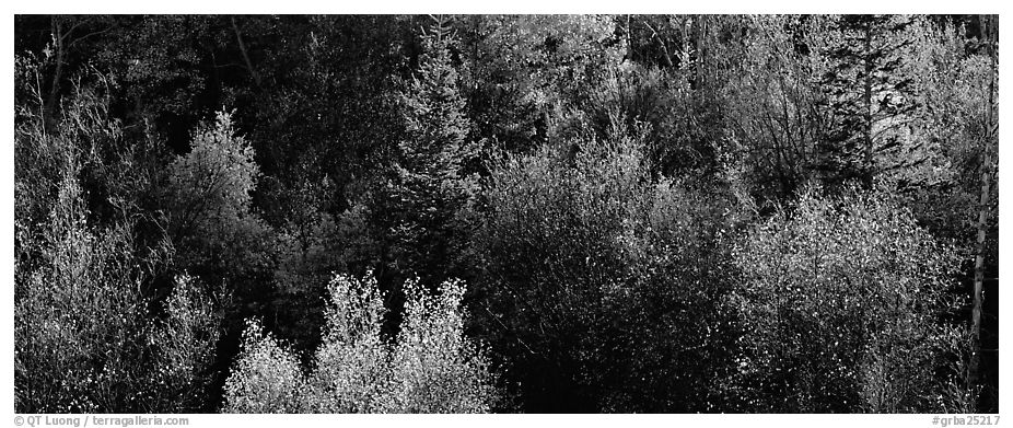 Backlit autumn leaves on hillside. Great Basin  National Park (black and white)