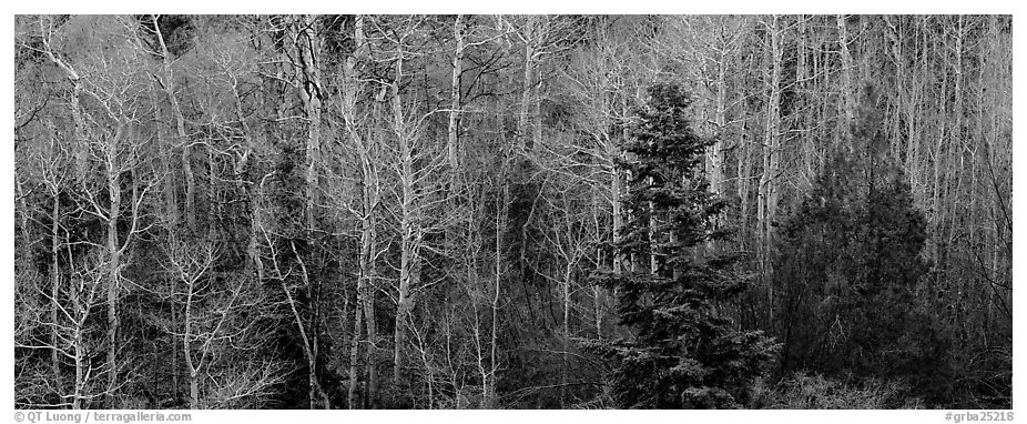Trees in early spring. Great Basin  National Park (black and white)
