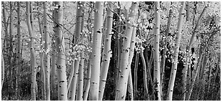 Autumn aspens. Great Basin  National Park (Panoramic black and white)