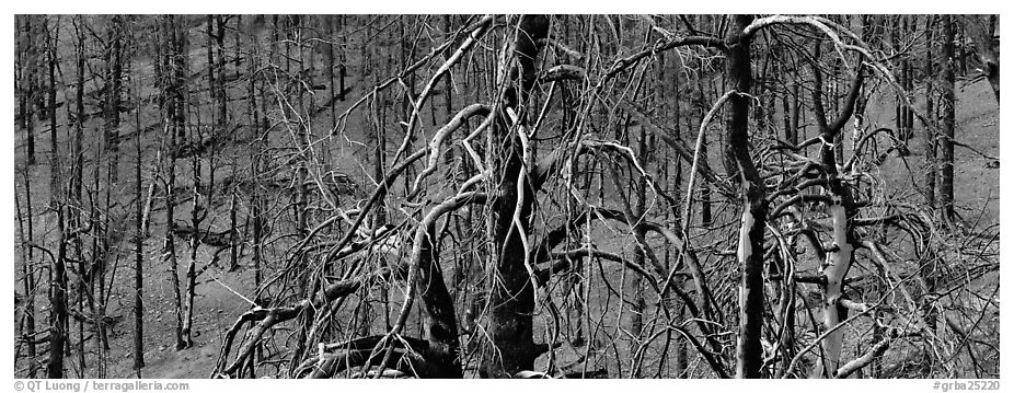 Burned trees landscape. Great Basin National Park (black and white)