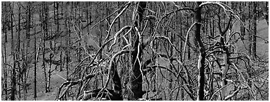 Burned trees landscape. Great Basin  National Park (Panoramic black and white)