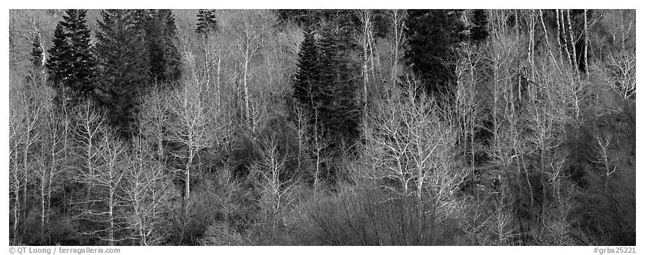 Bare trees in early spring. Great Basin National Park (black and white)