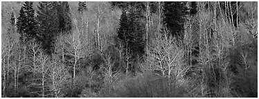 Bare trees in early spring. Great Basin  National Park (Panoramic black and white)