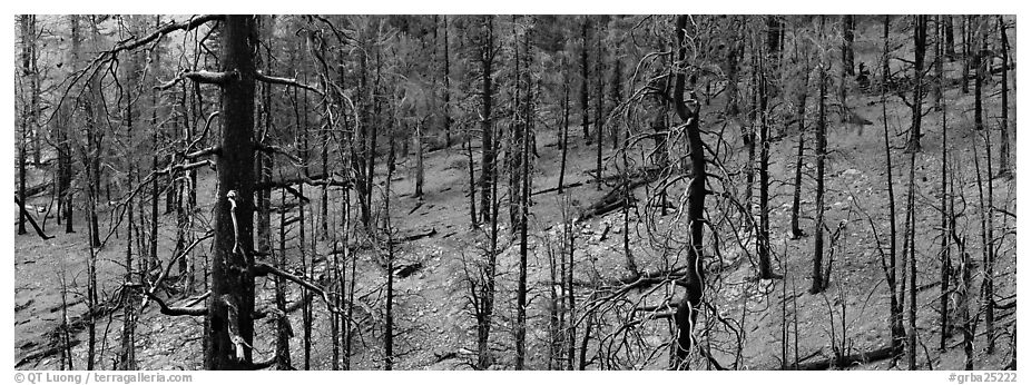Burned forest. Great Basin National Park (black and white)