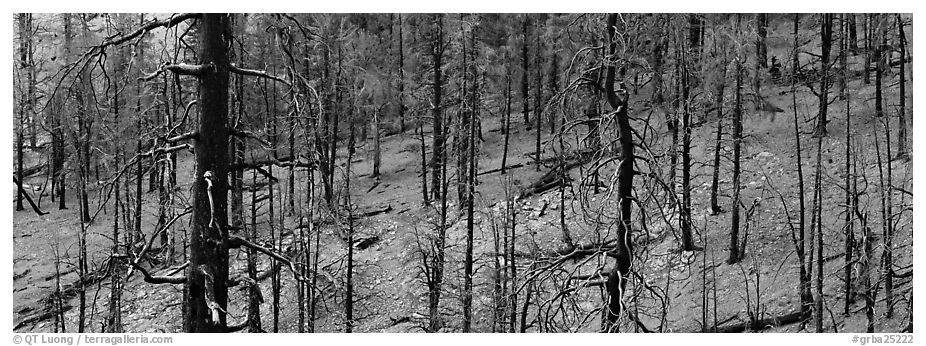 Burned forest. Great Basin  National Park (black and white)