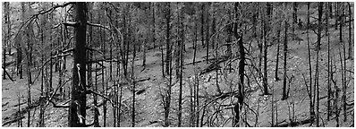 Burned forest. Great Basin  National Park (Panoramic black and white)