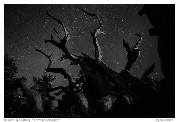 Twisted bristlecone pine and stars by night. Great Basin National Park, Nevada, USA.