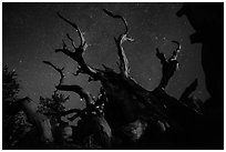 Twisted bristlecone pine and stars by night. Great Basin National Park, Nevada, USA. (black and white)