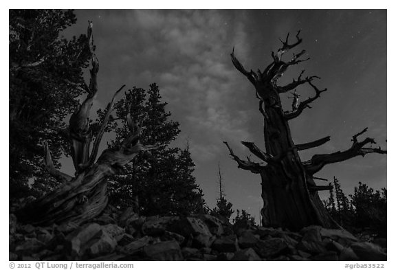 Bristlecone pine trees with last stars at pre-dawn. Great Basin National Park (black and white)