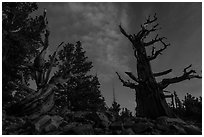 Bristlecone pine trees with last stars at pre-dawn. Great Basin National Park, Nevada, USA. (black and white)