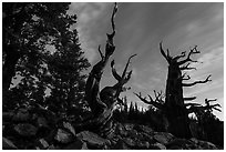 Bristlecone pine trees at twilight, Wheeler cirque. Great Basin National Park, Nevada, USA. (black and white)
