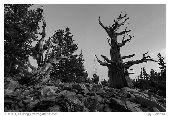Bristlecone pine trees at dawn, Wheeler cirque. Great Basin National Park (black and white)