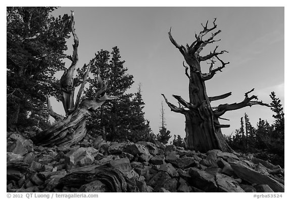 Bristlecone pine trees at dawn, Wheeler cirque. Great Basin National Park, Nevada, USA.