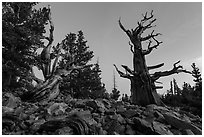 Bristlecone pine trees at dawn, Wheeler cirque. Great Basin National Park, Nevada, USA. (black and white)