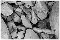 Ground close-up with quartzite blocks and bristlecone pine cones. Great Basin National Park ( black and white)