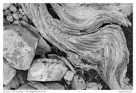 Ground close-up with quartzite, bristlecone pine cones and roots. Great Basin National Park (black and white)