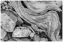 Ground close-up with quartzite, bristlecone pine cones and roots. Great Basin National Park, Nevada, USA. (black and white)