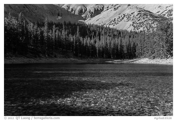 Shadows and conifer forest, Teresa Lake. Great Basin National Park, Nevada, USA.