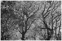 Trees with leaves in autumn foliage. Great Basin National Park ( black and white)