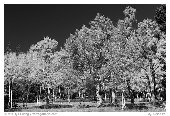 Trees in fall foliage. Great Basin National Park (black and white)