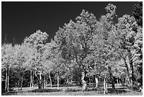 Trees in fall foliage. Great Basin National Park ( black and white)