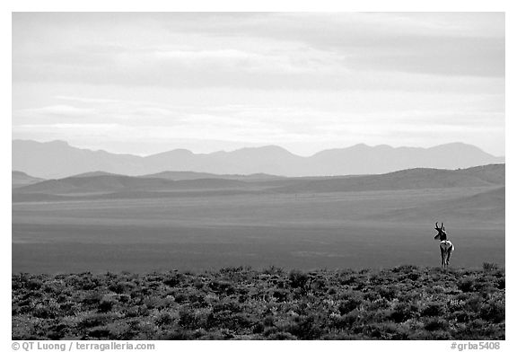 Desert antelope and hazy mountain range. Great Basin National Park (black and white)