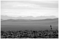 Desert antelope and hazy mountain range. Great Basin National Park, Nevada, USA. (black and white)
