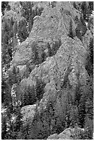 Limestone towers and pine trees near Lexington Arch. Great Basin National Park, Nevada, USA. (black and white)