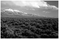 Snake Range and Wheeler Peak raising above Sagebrush, seen from the West, Sunset. Great Basin National Park, Nevada, USA. (black and white)