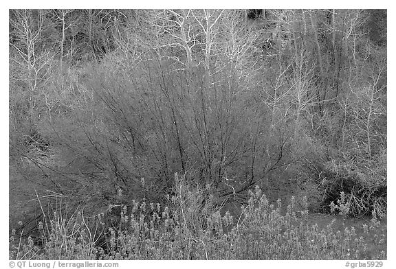 Budding trees in spring, Baker Creek. Great Basin National Park, Nevada, USA.