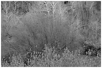 Budding trees in spring, Baker Creek. Great Basin National Park, Nevada, USA. (black and white)