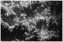 Corn formations, Lehman Cave. Great Basin National Park ( black and white)