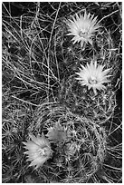 Cactus and pink blooms. Great Basin National Park ( black and white)