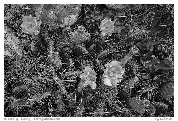 Close-up of cactus in blooms with fallen pinyon pine cones. Great Basin National Park (black and white)