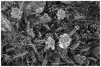 Close-up of cactus in blooms with fallen pinyon pine cones. Great Basin National Park ( black and white)