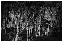 Delicate Stalactites and Stalagmites, the Swamp, Lehman Cave. Great Basin National Park ( black and white)