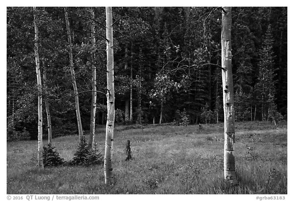 Aspen trees and meadow in summer. Great Basin National Park (black and white)