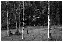Aspen trees and meadow in summer. Great Basin National Park ( black and white)