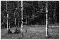 Aspen trees and meadow in summer. Great Basin National Park ( black and white)