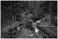 High elevation creek in summer. Great Basin National Park ( black and white)