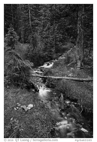 Verdant Snake Creek in summer. Great Basin National Park (black and white)