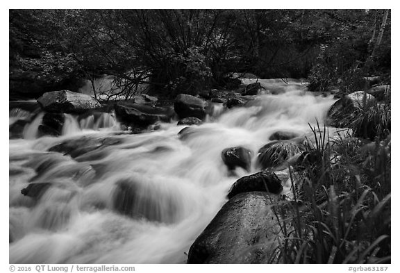 Baker Creek. Great Basin National Park (black and white)