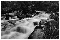 Baker Creek. Great Basin National Park ( black and white)