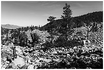 Visitor looking, Wheeler Bristlecone Pine Grove. Great Basin National Park ( black and white)