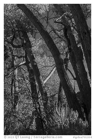 Cottonwoods in autumn, Snake Creek. Great Basin National Park, Nevada, USA.