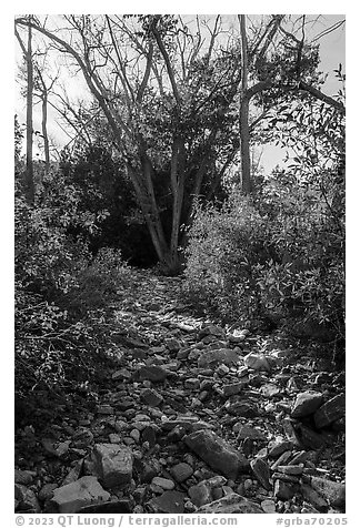 Dry riverbed and cottonwoods, Snake Creek. Great Basin National Park (black and white)