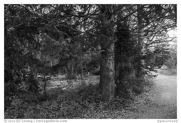 Campground along Snake Creek. Great Basin National Park (black and white)