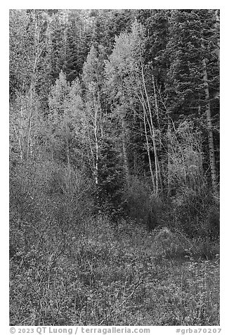 Forest in autumn with aspens, Snake Creek. Great Basin National Park, Nevada, USA.