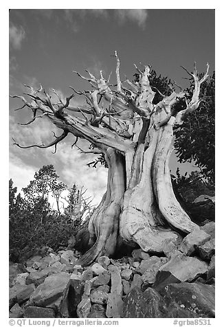 Ancient Bristlecone Pine, Wheeler Peak Basin, afternoon. Great Basin National Park, Nevada, USA.